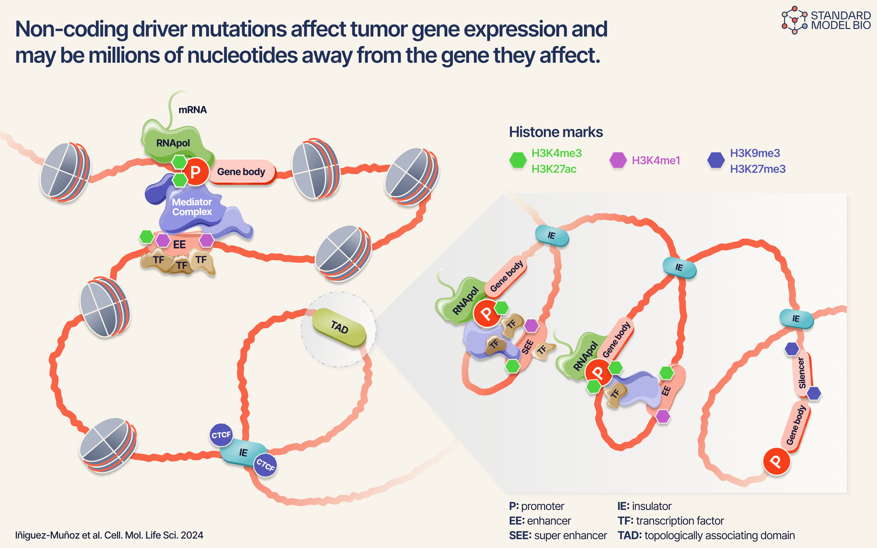 Non-coding driver mutations and gene expression — figure