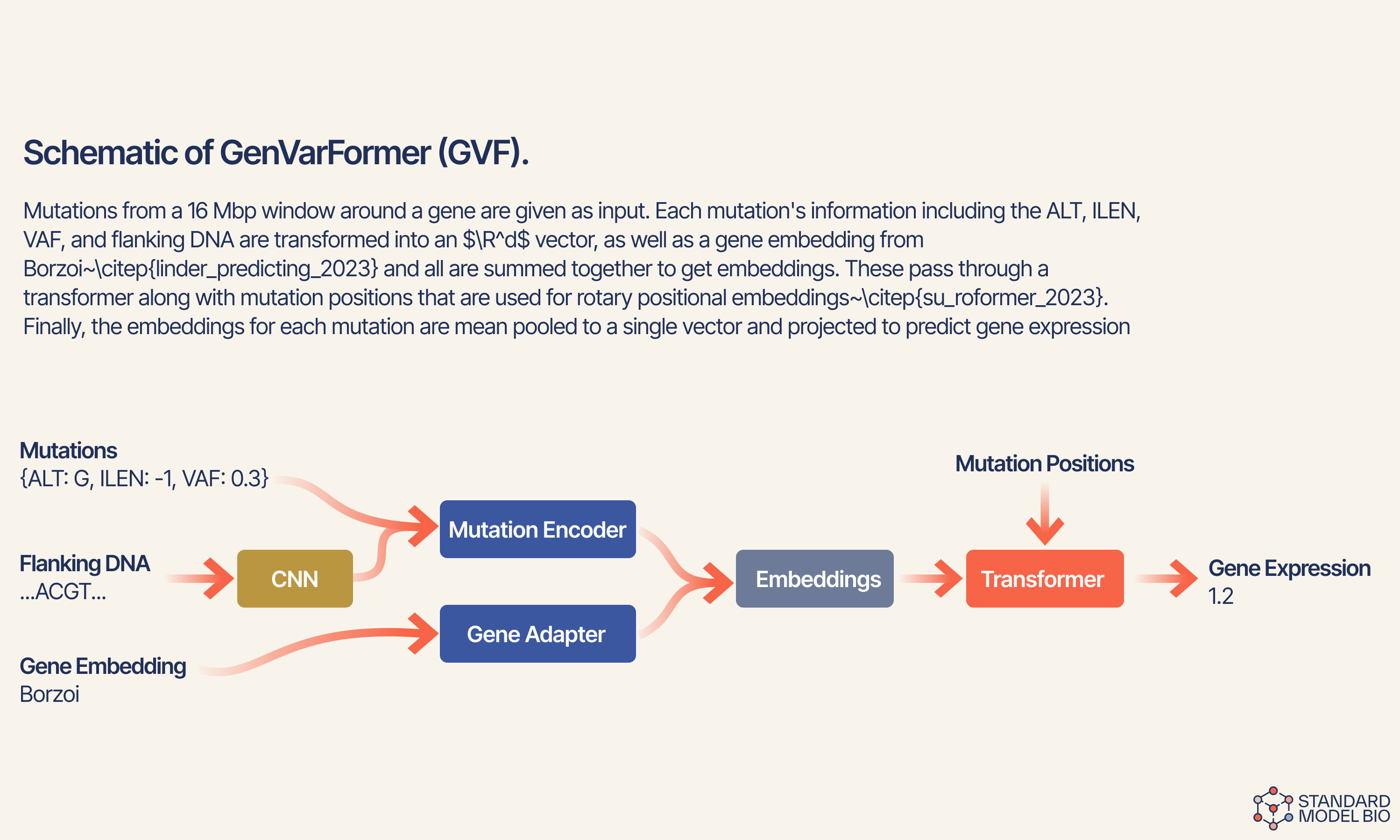 Schematic of GenVarFormer (GVF) — figure
