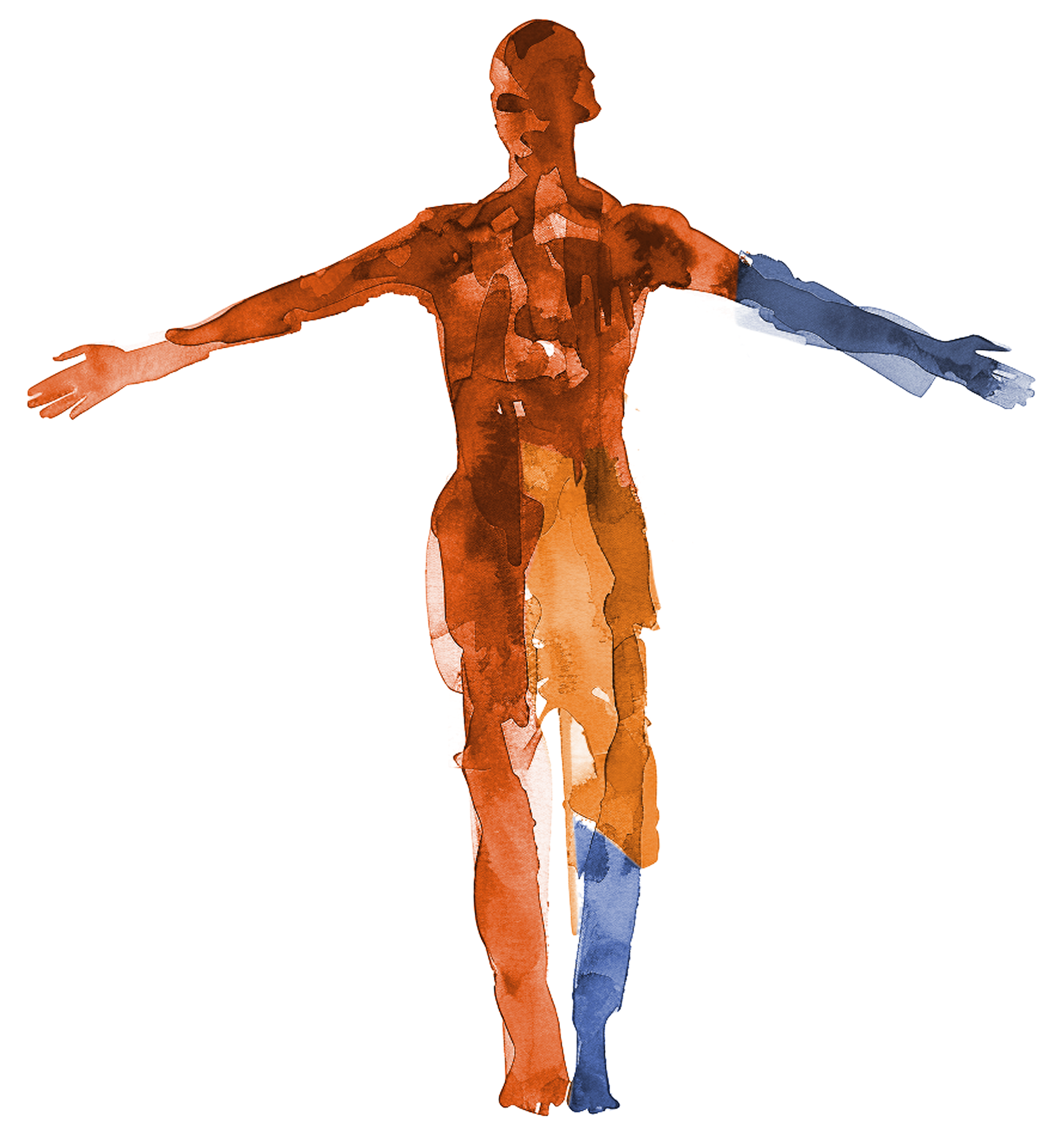 Standard Model Bio — watercolor human figure